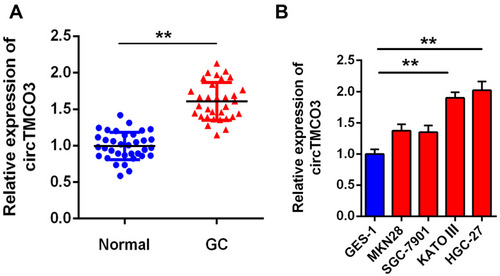 Figure 1 circTMCO3 is down-regulated in gastric cancer (A). The expressions of circTMCO3 were detected in GC tissues and normal tissues by qRT-PCR (**P<0.01) (B). The expressions of circTMCO3 were detected in normal gastric mucosal cell line GES-1 and GC cell lines (MKN28, SGC-7901, KATO III and HGC-27). circTMCO3 expressions in KATO III and HGC-27 cells were significantly higher than that in GES-1 cell (**P<0.01).