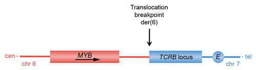 Figure 5 Schematic illustration of the translocation breakpoint region on the der(6) marker chromosome generated by the t(6;7)(q23;q34) translocation in T-ALL. Note that this translocation, unlike the t(6;9) in ACC, does not result in a MYB gene fusion. cen, centromere; tel, telomere. Adapted from reference Citation60.