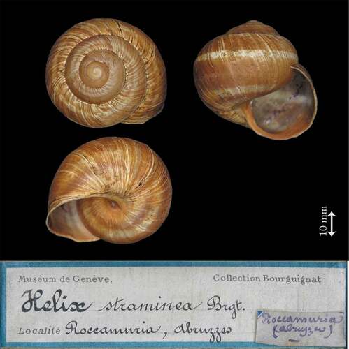 Figure 7. Paralectotype of Helix straminea Briganti, Citation1825. Original sample of V. Briganti catalogued n. MHNG-MOLL-118136, collection of J.R. Bourguignat, Muséum d’Histoire Naturelle of Genève, here designated as paralectotype of Helix straminea V. Briganti Citation1825. (Photos by E. Tardy)