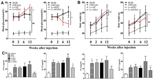 Figure 7 Effects of Ufm1 on diabetic performance and plasma inflammatory cytokines in db/db mice. (A) At 0, 2, 6 and 12 weeks after injection, blood glucose was detected using a Roche automatic biochemical analyser; (B) Body weight, **P<0.01 compared to the Lv-shNC or Lv-NC group, ##P<0.01 compared to the wild-type group, NS: not significant; (C) The plasma levels of TNF-α, IL-1β, IL-6 and MCP-1 were assayed by commercial ELISA kits. The data are presented as the mean±SD, n=6. **P<0.01 compared to the wild-type group; #P<0.05, ##P<0.01 compared to the Lv-NC group; ΔP<0.05, ΔΔP<0.01 compared to the Lv-shNC group, NS: not significant.
