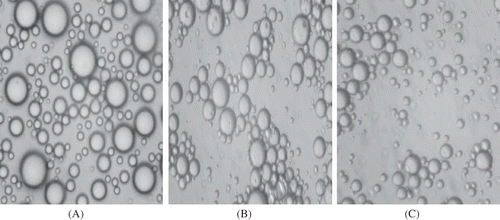 Figure 5 Microstructures of egg yolk granule stabilized emulsions (A) without hydrocolloids; (B) with 0.1% (w/v) pectin; and (C) with 0.1% (w/v) guar gum.