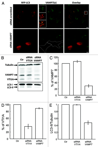 Figure 6. VAMP7 but not VTI1A is required to autophagosome formation. (A) HeLa cells were cotransfected with RFP-LC3 plasmid and a scrambled siRNA or a siRNA against VAMP7. Cells were fixed and VAMP7 was detected by indirect immunofluorescence. Images were obtained by confocal microscopy. Scale bars: 5 μm. (B) HeLa cells transfected with the scrambled siRNA (Ctr), siRNA against VAMP7 or siRNA against VTI1A were lysed with 1% Triton X100 in PBS. Samples were subjected to SDS-PAGE and transferred onto a nitrocellulose membrane as described in Materials and Methods. The membrane was incubated with a rabbit anti-LC3, a mouse anti-VAMP7, mouse anti-VTI1A and the corresponding HRP-labeled secondary antibodies, and subsequently developed with an enhanced chemiluminescence detection kit. (C and D) The percentage of VAMP7 and VTI1A were quantified from images as the ones displayed in (B). (E) The LC3II/tubulin ratio was measured from images as those displayed in (B). Images are representative of two independent experiments.