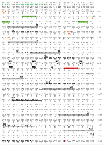 Figure 1. For figure legend, see page 827. Figure 1 (See previous page). Nucleotide sequence of the GAT1 locus. The GATWAG consensus sequences for GATA factor binding are written in green. The sites for translation initiation are written in orange. Transcription initiation and termination sites detected using RACE-PCR are highlighted in green and red, respectively. The sites where the c-myc tag was inserted for premature transcription termination are indicated by a dot and highlighted in black. Forward qPCR primers are highlighted in gray and reverse primers are in bold and underlined. The nucleotides deleted in strain FV797 are underlined. The sites of insertion of the 117nt encoding the HA tag in fusion with GAT1 ATGM40 and ATGM95 in strains FV723 and FV726 are located by a purple crossed square.