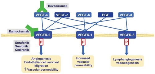 Figure 1 Relevant anti VEGF pathways therapies in advanced gastric cancer.