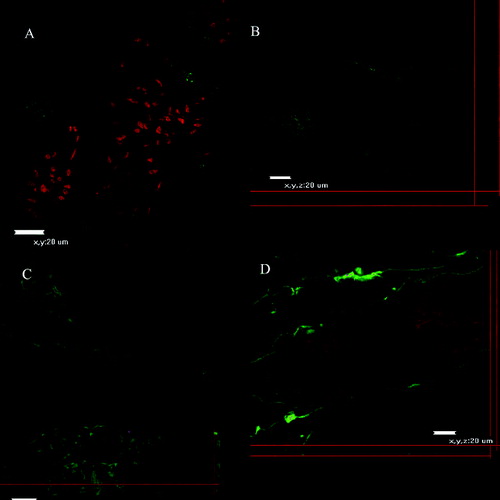 Figure 3. Confocal micrographs of small intestinal explants treated with WGA (a–d, days 5–30).