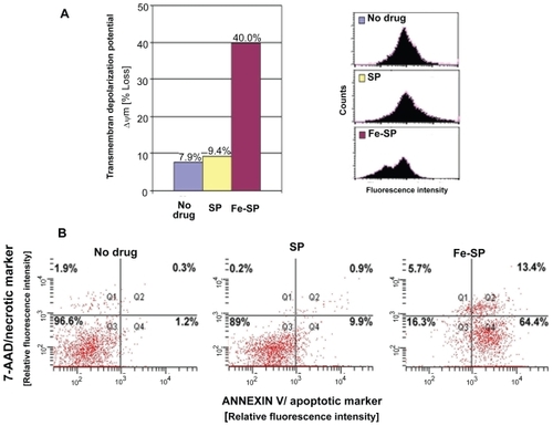 Figure 4 Determination of mitochondrial membrane depolarization, apoptotic and necrotic SKOV-3 cells after Fe-SP treatment. (A) Mitochondrial membrane depolarization analysis. SKOV-3 cells were treated for 3 h with 3 μM Fe-SP or SP control, fixed and stained with DiOC18(3) as described (Materials and methods). Fluorescence of the single cell population was measured by flow cytometry (right panel) and the transmembrane depolarization potential of the single cell populations plotted (bar chart, left panel). Ten thousand cells were analyzed in each sample. (B) Apoptotic and necrotic cell population. SKOV-3 cells were treated with 1 μM Fe-SP or SP control for 24 h and floating and attached cells collected and combined. The quantification of apoptotic cells (Annexin V plasma membrane staining) and necrotic cells (7-AAD DNA staining) of SKOV-3 cells was carried out by flow cytometry as described (see Materials and methods). Ten thousand events were analyzed for each sample.