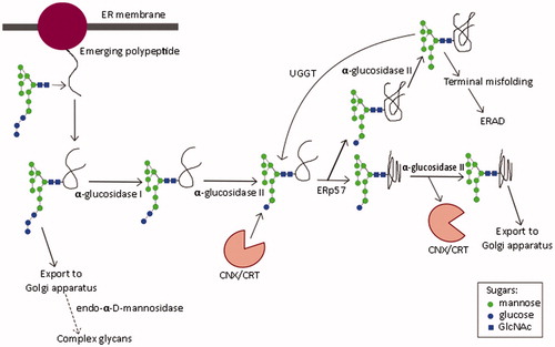 Figure 3. N-linked oligosaccharide processing in the endoplasmic reticulum. Glycan structure nomenclature follows the recommendations of the Consortium for Functional Genomics (Consortium for Functional Genomics, Citation2012).