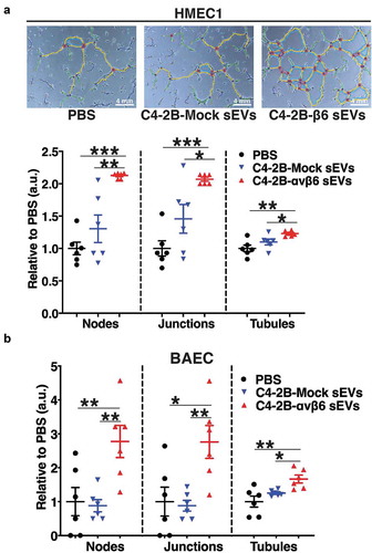 Figure 5. Expression of αvβ6 integrin in prostate cancer sEVs modulates the tube forming potential of endothelial cells.
