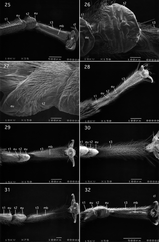 Figures 25–32. (25–27) Pteronarcyidae (Systellognatha): Pteronarcys californica Newport, (25) ventral view of tarsomeres 1–3 and pretarsus; (26) ventral view of tarsomere 2; (27) lateral view of tarsomere 2; (28) Styloperlidae (Systellognatha): Cerconychia livida Klapalek, ventral view of tarsomeres 1–3 and pretarsus; (29) Peltoperlidae; Peltoperlinae (Systellognatha): Yoraperla brevis (Banks), ventral view of tarsomeres 1–3; (30) Peltoperlidae: Peltoperlinae (Systellognatha): Tallaperla maria (Needham & Smith), ventral view of tarsomeres 1–3 and pretarsus; (31) Perlodidae: Perlodinae (Systellognatha): Megarcys signata (Hagen), ventral view of tarsomeres 1–3; (32) Perlidae; Perlinae (Systellognatha): Claassenia sabulosa (Banks), ventral view of tarsomeres 1–3. Abbreviations: ar, arolium; cl, claw; eu, euplantula; mb, median longitudinal unsclerotised band; t, tarsomeres; ut, unguitractor plate.