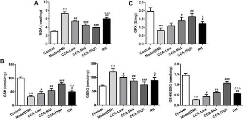 Figure 4 The effects of CCA on MDA, GSH, GSSG and GSH/GSSG level in vivo. The MDA level in the study groups (A), the levels of GSH, GSSG and GSH/GSSG in the different groups (B); the GPX4 level in the study groups (C). ***P < 0.001 vs. control group; #P < 0.05, ##P < 0.01 and ###P < 0.001 vs. model group ; ΔP < 0.05 ΔΔP < 0.01 and ΔΔΔP < 0.001vs. CCA-high group.