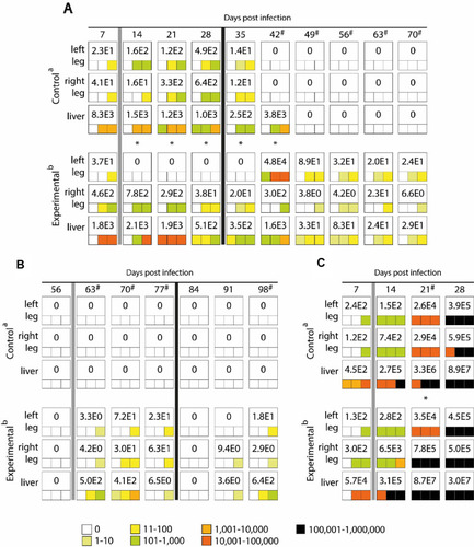 Figure 2 Maximum value of E. cuniculi spores per 1 gram of tissue (number in white fields) and frequency and spore burden of E. cuniculi spores per gram of tissue (colored squares; each square represents one mouse) in the BALB/c mice induced in acute (A) or chronic (B) phase of infection and SCID mice (C). aPeroral infection 107 spores of E. cuniculi genotype II in 200 µL dH2O and intramuscular injection of PBS; bPeroral infection 107 spores of E. cuniculi genotype II in 200 µL dH2O and intramuscular injection of Freund’s Incomplete Adjuvant; grey column – intramuscular injection of all animals in the group into the right thigh muscle; black column – intramuscular injection of all animals in the group into the left thigh muscle; * Significant difference between right and left leg; # Significant difference between control and experimental group; colored fields, positive capture of microsporidia in the sample according to the quantity scale.