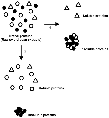 Fig. 5. Schematic model for the precipitation of sword bean proteins under different conditions.