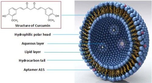 Figure 1 The basic structure of aptamer A15 modified CUR liposomes.