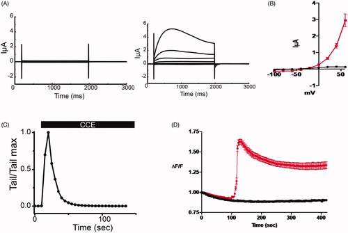 Figure 3. CCE activates TMEM16A mediated current in Xenopus laevis oocytes and releases intracellular calcium in human epithelial cells. (A) Whole cell currents in Xenopus oocytes held at −40 mV and subjected to +20 mV voltage steps before (left) and after (right) the addition of the bioactive HPLC fraction of CCE (0.12 μg/mL). (B) Current voltage relation of whole cell currents in oocytes. Current density at the end of the traces (A) were averaged and plotted against membrane potential. Data (± SEM, n = 5, evaluated with t-test, *p < .0001). CCE (red plot) activates current with outward rectification and amplitudes consistent with the well characterized TMEM16A channel endogenous to Xenopus oocytes. (C) The activation of the TMEM16A currents by the CCE is transitory, as evident by declining outward current amplitudes at +60 mV over time and the instantaneous tail currents at – 40mV. (D) Measuring relative changes in intracellular Ca2+ in human bronchial epithelial cells (IB3-1) with CCE and without (n = 3 cover slips and 32 cells for each) in zero Ca2+ bath using Fura-2. ΔF/F is the measured F340/F380 ratio normalized to the initial F measurement (see methods). CCE significantly increased intracellular Ca2+ as determined by Two-way ANOVA, p<0.0001).