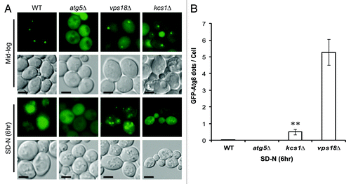 Figure 2. Deletion of KCS1 affects autophagosome biogenesis analyzed by fluorescent microscopy. (A) Fluorescent microscopic analysis of mid-log phase cells (Mid-log) and the six-hour nitrogen deprived cells (SD-N) from the wild-type and kcs1Δ cells transformed with pCuGFP-Atg8(416). The atg5Δ and vps18Δ mutants were used as negative controls. Scale bar: 1.6 μm. (B) Accumulation of cytoplasmic GFP-Atg8 puncta in wild-type (WT), atg5Δ, kcs1Δ and vps18Δ cells after growing in SD-N medium for 6 h. **p < 0.01. The data are representative results from three independent experiments.