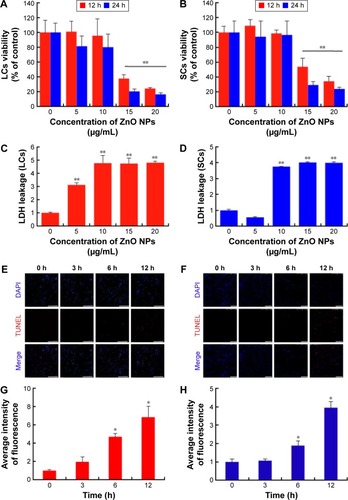 Figure 5 Viability and TUNEL histochemistry of LCs and SCs after ZnO NP treatments.Notes: In order to verify ZnO NPs cytotoxicity, cells were treated with various concentrations of ZnO NPs for 12 and 24 h and viability determined with (A and B) MTT and (C and D) LDH assays. (E and F) Apoptosis was detected by the TUNEL histochemistry in cells treated for 0, 3, 6, and 12 h with 15 μg/mL ZnO NPs. (A, C, E, and G) are the data of LCs; (B, D, F, and H) are the data of SCs. Scale bars =150 μm. The results are expressed as the mean ± standard deviation of three separate experiments, in triplicate. *P<0.05, **P<0.01.Abbreviations: DAPI, 4′,6-diamidino-2-phenylindole; LCs, Leydig cells; LDH, lactate dehydrogenase; MTT, 3-(4,5-dimethylthiazol-2-yl)-2,5-diphenyltetrazolium bromide; NPs, nanoparticles; SCs, Sertoli cells; TUNEL, terminal deoxynucleotidyl transferase dUTP nick end labeling; TEM, transmission electron microscopy; h, hours.
