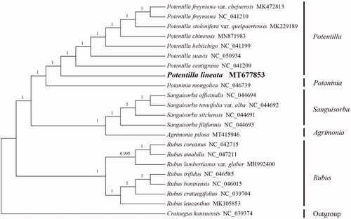 Figure 1. Phylogenetic tree constructed using BI method based on chloroplast genome sequences of 22 species in Rosoideae. (Note: the number on each node represents the posterior probability).
