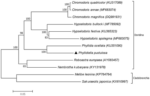 Figure 1. Molecular phylogeny of Phyllidiella pustulosa and other related species in the suborder Doridina. The complete mitochondrial genomes of nudibranchs were obtained from the GenBank. Melibe leonia and Sakuraeolis japonica of the suborder Cladobranchia were used as outgroup. Phylogenetic tree based on concatenated amino acid sequences of 12 protein coding genes (atp8 excluded) was constructed by neighbor-joining method along with 1000 bootstrap replicates in MEGAX software (Kumar et al. Citation2018).