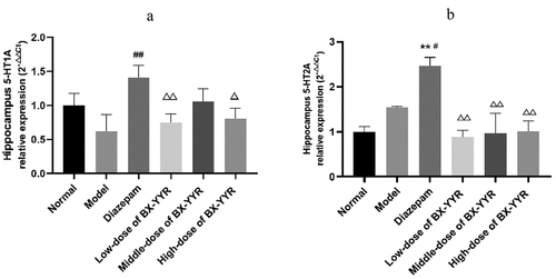 Figure 13. Differential expression of 5-HT1A and 5-HT2A mRNA in the hippocampus. (a) 5-HT1A mRNA expression in hippocampal. (b) 5-HT1A mRNA expression in hippocampal. (Note: compared with the normal group, *P < 0.05, **P < 0.01; compared with the model control group, #P < 0.05, ##P < 0.01; compared with the diazepam group, ΔP<0.05, ΔΔP<0.01.).