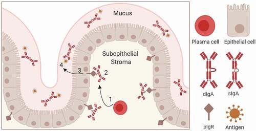 Figure 1. Schematic of pIgR-mediated dimeric IgA transport across the mucosal epithelial barrier. (1) IgA Production by plasma cells and IgA dimerization; (2) binding of dimeric IgA (dIgA) to pIgR ECD on the basolateral side of the epithelium. pIgR-dIgA interactions are mediated by domains 1 and 5 of pIgR and Fc and J chains of dIgA; (3) pIgR-mediated transcytosis of dimeric IgA. Clathrin-mediated endocytosis drives the basolateral to apical transport. Upon reaching the apical side, pIgR ECD is proteolytically cleaved and released into mucus along with IgA. Mucosal IgA in complex with secreted pIgR ECD (secretory component) is termed as secretory IgA (sIgA); and (4) Neutralization of mucosal antigens by sIgA