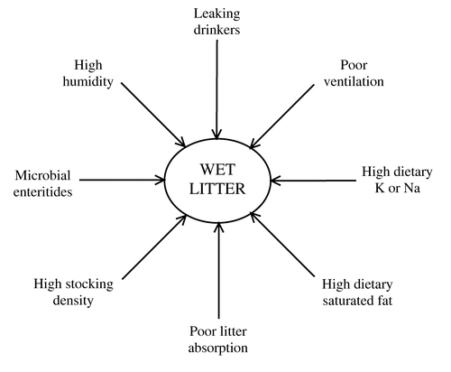 Figure 1. Some factors that contribute to wet litter in commercial poultry flocks.