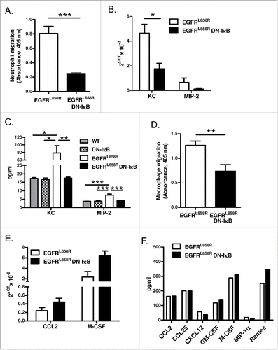 Figure 5. NF-κB signaling promotes macrophage and neutrophil migration. (A) In vitro Boyden chamber chemotaxis assay for neutrophils using BAL fluid from EGFRL858R and EGFRL858R DN-IκB mice treated with dox for 5 weeks (n = 8/group; ***p < 0.001). (B) Quantitative real-time PCR for KC and MIP-2 using mRNA from lungs of EGFRL858R and EGFRL858R DN-IκB mice administered dox for 5 weeks (n = 5–9/group; *p < 0.05; all EGFRL858R DN-IκB MIP-2 measurements below threshold). (C) KC and MIP-2 ELISA measurements using BAL fluid from WT, DN-IκB, EGFRL858R, and EGFRL858R DN-IκB mice treated with dox for 5 weeks (n = 4–10 mice/group; *p < 0.05, **p < 0.01, ***p < 0.001). (D) Boyden chamber chemotaxis assay for macrophages using lung lysates from EGFRL858R and EGFRL858R DN-IκB mice treated with dox for 5 weeks (n = 5–8/group; **p < 0.01). (E) Quantitative real-time PCR for CCL2 and M-CSF using mRNA from lungs of EGFRL858R and EGFRL858R DN-IκB mice treated with dox for 2 weeks (n = 4/group). (F) Protein expression array for inflammatory mediators using whole lung lysates from EGFRL858R and EGFRL858R DN-IκB mice treated with dox for 2 weeks.