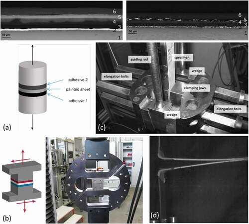 Figure 41. White paint system (top left) and silver metallic paint system (top right) (1: base material, 2: zinc layer, 3: electro-coating, 4: filler, 5: basecoat, 6: topcoat) and performed test: (a) normal loading of butt-joints according to the DIN 15870, (b) Arcan tests for pure shearing, (c) tensile-shear of lap-joints and (d) T-peeling with higher load rate of 2 m/s according to Schiel et al. [Citation361].