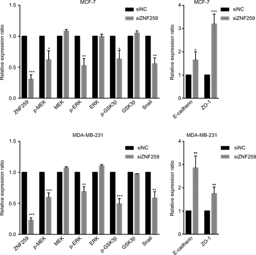 Figure S1 Statistical analysis histogram of the Western blotting results for zinc finger protein 259 (ZNF259) knockdown in both MCF-7 and MDA-MB-231 cell lines.Notes: At least 3 separate experiments were performed. In both the MCF-7 and MDA-MB-231 cell line, ZNF259 knockdown could significantly downregulate phosphorylated mitogen-activated protein kinase (p-MEK), phosphorylated-extracellular signal-regulated kinase (p-ERK), phosphorylated-glycogen synthase kinase 3β (p-GSK3β), and Snail expression, and upregulate E-cadherin and zonula occludens protein 1 (ZO-1) expression. The data are shown as mean ± standard deviation (SD), *P<0.05, **P<0.01, ***P<0.001.Abbreviation: ZNF259, zinc finger protein 259.