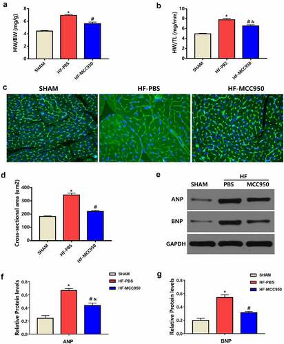 Figure 4. MCC950 impact on myocardial hypertrophy after HF. (a) HW/BW and (b) HW/TL values of the mice in each group (n = 6). (c) Representative WGA staining of left ventricular tissues obtained from mice in each group (magnification, ×400). (d) Statistical analysis of the cardiomyocyte CSA from WGA-stained sections (n = 100+ cardiomyocytes in four samples). (e–g) Representative western blots and statistical analysis of the protein expression levels of the cardiac hypertrophy markers ANP and BNP in each group (n = 4). Data are expressed as the mean ± SEM. *P < 0.05 vs. sham; #P < 0.05 vs. HF-PBS, &P < 0.05 vs. sham.