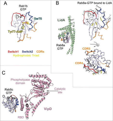 Figure 12. Bacterial Rab regulators. (A) Structure of active Rab1b modified by DrrA (3NKV). GTP analog and Mg2+ are shown in dark gray. The Tyr of Rab1b hydrophobic triad that is AMPylated (yellow) by DrrA is in the central part of the canonical partner binding site. The Rab1 Ser phosphocholination site in the Switch2 is also shown (cyan). (B) Legionella effector LidA bound to Rab8a (3TNF). Rab8a effector binding site (right) includes the canonical partner interaction surface (top) and expands to the adjacent surface (bottom). Rab8a residues changing solvent accessible area upon interaction with LidA are shown in black lines. (C) Legionella effector VipD bound to Rab5c (4KYI). Binding of Rab5c to VipD's helical RBD allosterically induces conformational changes in the phospholipase domain, resulting in opening of the catalytic site and activation of the enzymatic activity.