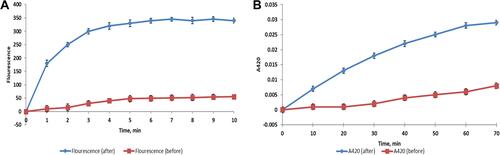 Figure 4 An increase in the (A) outer membrane permeability in E. coli isolate after treatment with BRFE (125 µg/mL), (B) inner membrane permeability in E. coli isolate after treatment with BRFE (125 µg/mL).