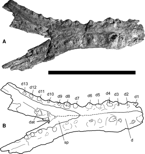 FIGURE 8 Referred mandible of Cerrejonisuchus improcerus, UF/IGM 30, from the Cerrejón coal mine of northeastern Colombia, middle–late Paleocene, in dorsal view. A, UF/IGM 30 photograph; B, UF/IGM 30 sketch. Abbreviations: d, dentary; d1–13, dentary alveoli; dat, disassociated teeth; sp, splenial. Dotted lines represent features/sutures which were not clear. Scale bar equals 10 cm.