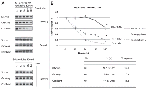 Figure 1 Cell cycle progression is unnecessary for depletion of DNMT1 enzyme in HCT 116 cells exposed to decitabine. (A) Western immunoblots of DNMT1 enzyme and β-tubulin. Serum-starved, growing or confluent HCT116 p53+/+ cells were treated once with 300 nM decitabine or 1 µM 6-azacytidine. DNMT1 was detected in the cell lysates by western immunoblotting. β-tubulin served as a loading control. The blots are representative of five experiments for the growing and confluent cells and two experiments for the starved cells. (B) Time course of DNMT1 depletion by decitabine. Plots of the relative depletion of DNMT1 versus time were based on the densitometry of DNMT1 immunoblots normalized to β-tubulin. *Denotes statistical significance (p < 0.05), error bars are 1 SD (n = 5 confluent and growing, n = 2 starved). The Table shows the t½ ± SD of DNMT1 depletion for each experimental condition and the corresponding percentage of the cell population in s-phase.