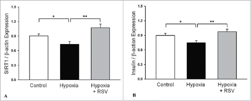 Figure 9. Expression of mRNAs for SIRT-1 (A) and insulin (B) genes in isolated rat islets after hypoxic treatment. After hypoxic treatment, both SIRT-1 and insulin mRNA expressions were significantly decreased in the islets compared to the control group. But RSV pretreatment before hypoxic injury significantly increased the SIRT-1 and insulin gene expressions. Data are expression as mean ± SE (n = 3 separate experiments). *P < 0.05 vs. control, **P < 0.05 vs. 1 h of hypoxic treatment group.