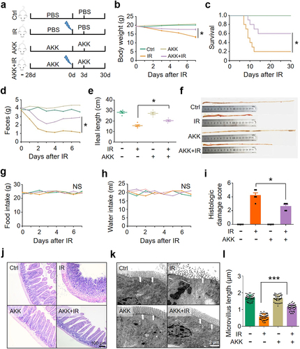 Figure 2. Supplement of A. muciniphila mitigates IR-induced intestinal damage.