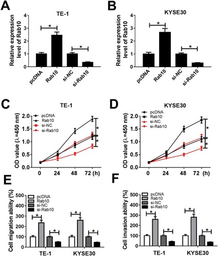 Figure 7 Rab10 accelerated cell proliferation, migration, and invasion in TE-1 and KYSE30 cells. (A–F) The TE-1 and KYSE30 cells were transfected with pcDNA, Rab10, si-NC, si-Rab10. (A, B) The level of miR-107 was tested by qRT-PCR. (C, D) The cell viability was monitored via CCK8 assay. (E, F) The migration and invasion abilities were assessed by Transwell assay. *P<0.05.