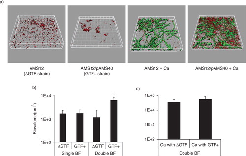 Fig 2 A gtfG deletion mutant has an attenuated dual biofilm phenotype. Dual biofilms of C. albicans SC5314 with an S. gordonii gtfG deletion mutant (strain AMS12, ΔGtf) or complemented (AMS12/pAMS40, Gtf+) strains were allowed to develop in flow cells for 12–14 h in saliva-supplemented medium. Panel (a) depicts 3-D reconstructions of representative confocal images of single and dual biofilms. C. albicans SC5314 (green) and S. gordonii (red) strains were visualized by immuno-FISH staining, as above. Panels (b,c) depict the average biovolumes (in µm3) for each strain separately in single and dual biofilms, as measured in eight different CLSM image stacks from two independent experiments. Bottom panel: C. albicans=Ca, mutant strain AMS12=ΔGtf, complemented strain AMS12/pAMS40=Gtf+. * indicates a p-value of less than 0.05 for a comparison between the mutant and complemented strains.
