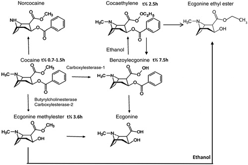 Figure 5. Cocaine metabolism. All chemical formulas are from their respective pages in Wikipedia.