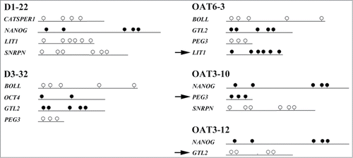 Figure 2. Methylation analysis of single sperm. Alleles recovered from the same sperm are grouped together. Sperm 22 of fertile donor 1 (D1–22) and sperm 32 from donor 3 (D3–32) display normal methylation patterns in all 4 recovered alleles. Sperm 3 of OAT patient 6 (OAT6–3) displays an abnormally methylated LIT1 allele, sperm 10 and 12 of OAT patient 3 (OAT3–10 and −12) display an abnormally methylated PEG3 and an abnormally demethylated GTL2 allele, respectively. Sperm epimutations are indicated by arrows.