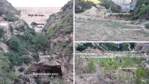 Figure 14. Huangjiaguagou high fill slope. a) An overview of the slope (July 2015), b) the growth state of plants (July 2015) and c) the growth state of plants (July 2016).