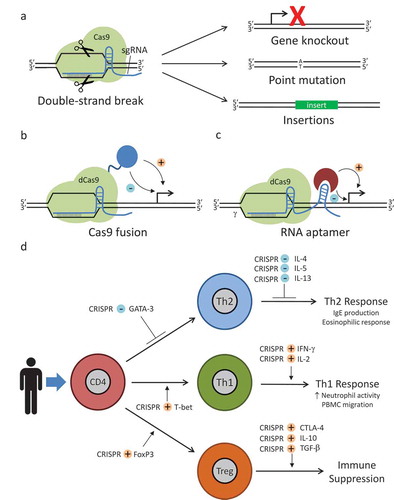 Figure 1. Basic CRISPR/Cas9 systems for allergic and immunologic diseases. (a) Conventional CRISPR/Cas9 system for gene editing. sgRNA and Cas9 form a ribonucleoprotien complex. sgRNA target sequence is complementary to a specific genomic location and allows binding of the RNP at that loci. Cas9 then creates a double-strand break. Cellular DNA repair mechanisms repair the break. A proportion of these repairs will result in gene knockouts or, if a donor DNA sequence is provided, point mutations or large insertions. Donor DNA sequences contain the desired change flanked by regions homologous to the DNA sequence proximal and distal to the genomic mutation site. Deactivated Cas9 (dCas9) systems can be used to modulate gene expression. Various enhancers or repressors can be fused to Cas9 itself (b), or aptamer technology can be used to allow binding of an enhancer or repressor to the sgRNA (c). After the RNP binds to a specific locus, the enhancer or repressor can modulate the expression of a nearby gene. (d) Using CRISPR/Cas9-aptamer-based gene regulation, it should be possible to achieve multiplex modulation of the expression of transcription factors and cytokine mediators, allowing for repression of the Type 2 T helper (Th2) phenotype associated with atopic disease and promoting development of either a Type 1 T helper (Th1) or a regulatory T cell (Treg) response. Diagrammed are potential targets for such a system. For example, GATA binding protein 3 (GATA-3) is a transcription factor important in the development of Th2 cells and forkhead box p3 (FoxP3) is a transcription factor important in the development of Treg cells. Using CRISPR/Cas9 to repress (blue minus sign) GATA-3 or induce (orange plus sign) FoxP3 expression, it may be possible to skew T cell development away from Th2 development and towards Treg development, respectively. T-box transcription factor TBX21 (T-bet), interleukin 4 (IL-4), interleukin 5 (IL-5), interleukin 13 (IL-13), interferon γ (IFN-γ), interleukin 2 (IL-2), cytotoxic T lymphocyte–associated protein 4 (CTLA-4), interleukin 10 (IL-10), transforming growth factor β (TGF-β), peripheral blood mononuclear cell (PBMC).