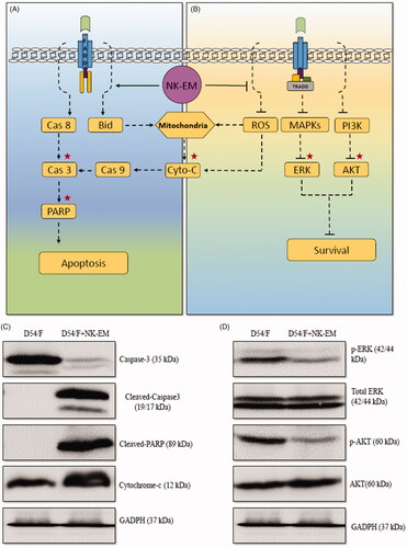 Figure 9. Effect of NK-EM on the apoptosis and cell proliferation pathways. After 24 h of co-incubation of D54/F with NK-EM, proteins were collected from the whole cell lysates and Western blotting was performed. Marker protein in the apoptosis (A) and proliferation (B) signalling pathways were checked. (C) Levels of apoptosis proteins, cleaved-caspase 3, cleaved-PARP, and cytochrome-C, were increased. (D) Coincidentally, levels of cell proliferation proteins p-ERK and p-AKT were decreased after NK-EM treatment.
