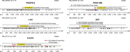 Figure 1 QuantiTect Primer Assay specification.