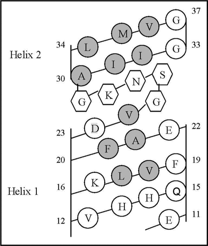 Figure 6 Helical net layout of the Glu11-Gly37 segment. Notes: The sequence is presented by the net diagram typical for two α-helices, formed by the Glu11-Val24 (Helix 1) and Ala30-Val36 (Helix 2) segments. The residues forming the continuous hydrophobic clusters are marked by dark circles. The residues forming the bend structures (Gly25-Gly29) are marked by the hexagons. The numbers present the positions of the corresponding amino acid residues in the Aβ40 sequence.
