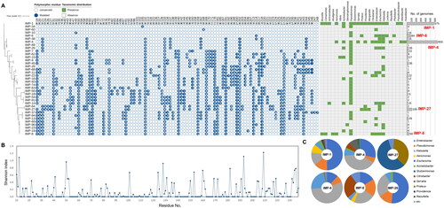 Figure 7. Abundance profiles, phylogeny, polymorphisms, and taxonomical compositions of IMP variant types deposited in the NCBI RefSeq database. (A) Abundance profiles, phylogeny, and polymorphisms of IMP variant types. The binary chart displays distribution of polymorphic residues across all IMP variant types. Heat map exhibits the taxonomic distribution of IMP proteins at the genus levels. Abundance of each variant type was displayed using a bar chart. The phylogenetic tree of IMP proteins was constructed based on all of IMP protein sequences retrieved from Comprehensive Antibiotic Resistance Database using the Maximum-Likelihood method with 500 bootstrap repetitions. IMP-1, the most abundant and most prevalent IMP variant type, was selected as the reference protein for comparison of polymorphic residues. Conserved and mutated polymorphic residues of other IMP proteins except for signal sequence were displayed as empty and filled circle, respectively. The actual amino acid residue of mutated site in each IMP family protein was represented in the circles with white letters. A total of 24 genera were observed to contain IMP variant types, and were utilised for assess their distribution across the genera in heat map. Bar charts represent the abundance of each IMP variant types. Major IMP families (more than 50 proteins) are highlighted with red labels; (B) Shannon diversity indices of each amino acid residue of all IMP variant types deposited in the NCBI RefSeq database. (C) Taxonomic compositions of five major IMP variant types and IMP-26.