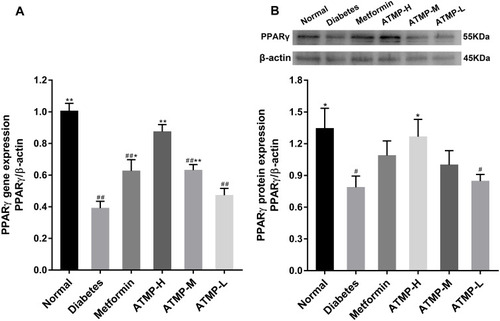 Figure 5 ATMP administration increased the expression of PPARγ in STZ-induced diabetic mice. (A) The mRNA expression of PPARγ using real-time quantitative PCR. (B) The protein expression and quantitation of PPARγ using Western blot. Each sample for real-time quantitative PCR and Western blot was repeated for three times. Data were presented as the mean ± SEM, n=6 per group. *P < 0.05; **P < 0.01 vs diabetes group. #P < 0.05; ##P < 0.01 vs normal group.