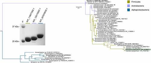 Figure 5. Maximum-likelihood tree based on a subset of the taxa present in the full phylogenetic analysis of 12β-HSDH and SDS-PAGE of proteins explored further. Sequences selected for this analysis were those nearest to the C. paraputrificum 12β-HSDH (highlighted), plus an outgroup. For the full tree with about 5,000 sequences, see Figure S2. Taxonomic affiliations are indicated by branch colors as specified in the legend. Bolded sequences were chosen for further study. Asterisks indicate novel C-12 epimerizing organisms. (Inset) SDS-PAGE of purified recombinant Eisenbergiella WP_118677302.1, Olsenella WP_120179297.1, and Novosphingobium WP_007678535.1 heterologously expressed in E. coli and purified with TALON® metal affinity resin. S, molecular weight protein standard