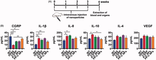 Figure 2. (A) Scheme of experiment design to investigate the function of CGRP loaded nanoparticles to modulate inflammatory and vascular factors in CGRP+/− rats. (B) Concentration of the CGRP and other factors in serum post the administration in the CGRP+/− rats comparing to the wild type. (Mean ± SEM, n = 3; *, p < .05; **, p < .01; ***, p < .001).