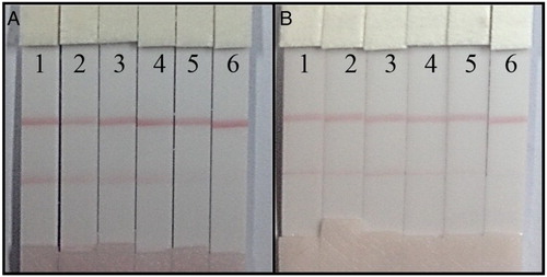 Figure 6. FA detection by lateral-flow ICA strip. (A) The ultrapure water samples: (1) 0 ng/ml; (2) 0.25 ng/ml; (3) 0.5 ng/ml; (4) 1 ng/ml; (5) 2.5 ng/ml; and (6) 5 ng/ml; (B) the milk samples (before detection, samples were diluted 50×): (1) 0 µg/100 ml; (2) 1.25 µg/100 ml; (3) 2.5 µg/100 ml; (4) 5 µg/100 ml; (5) 12.5 µg/100 ml; and (6) 25 µg/100 ml.