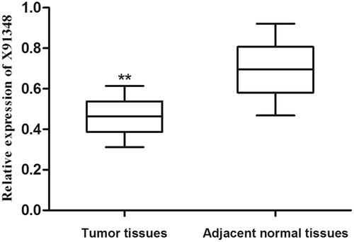 Figure 1. Relative expression of X91348 in tissues samples. X91348 expression level was significantly lower in HCC tissues than in adjacent non-cancerous tissues (p< .05).